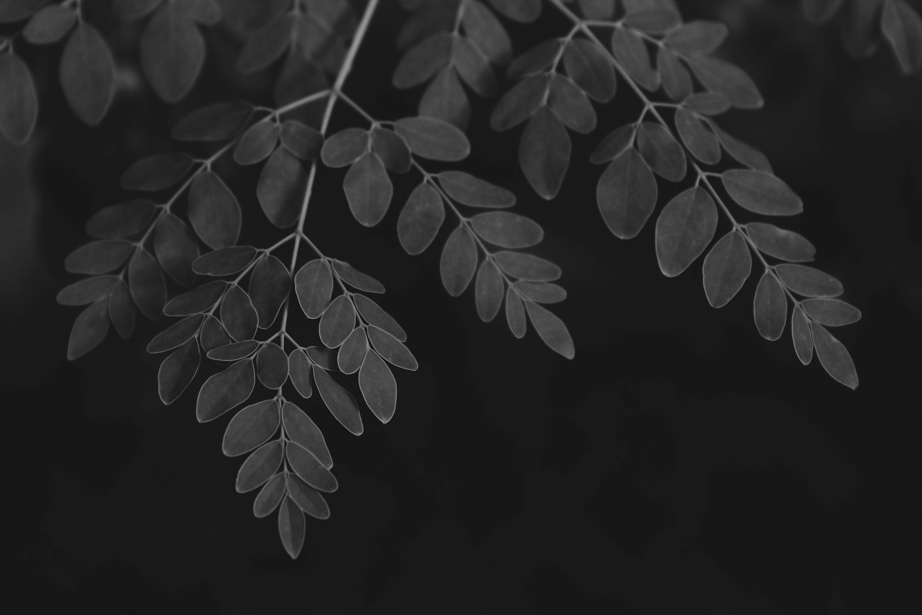 Photo : Shivansh Sharma / Pexels Feuilles de moringa fraîches — superaliment riche en vitamines et minéraux