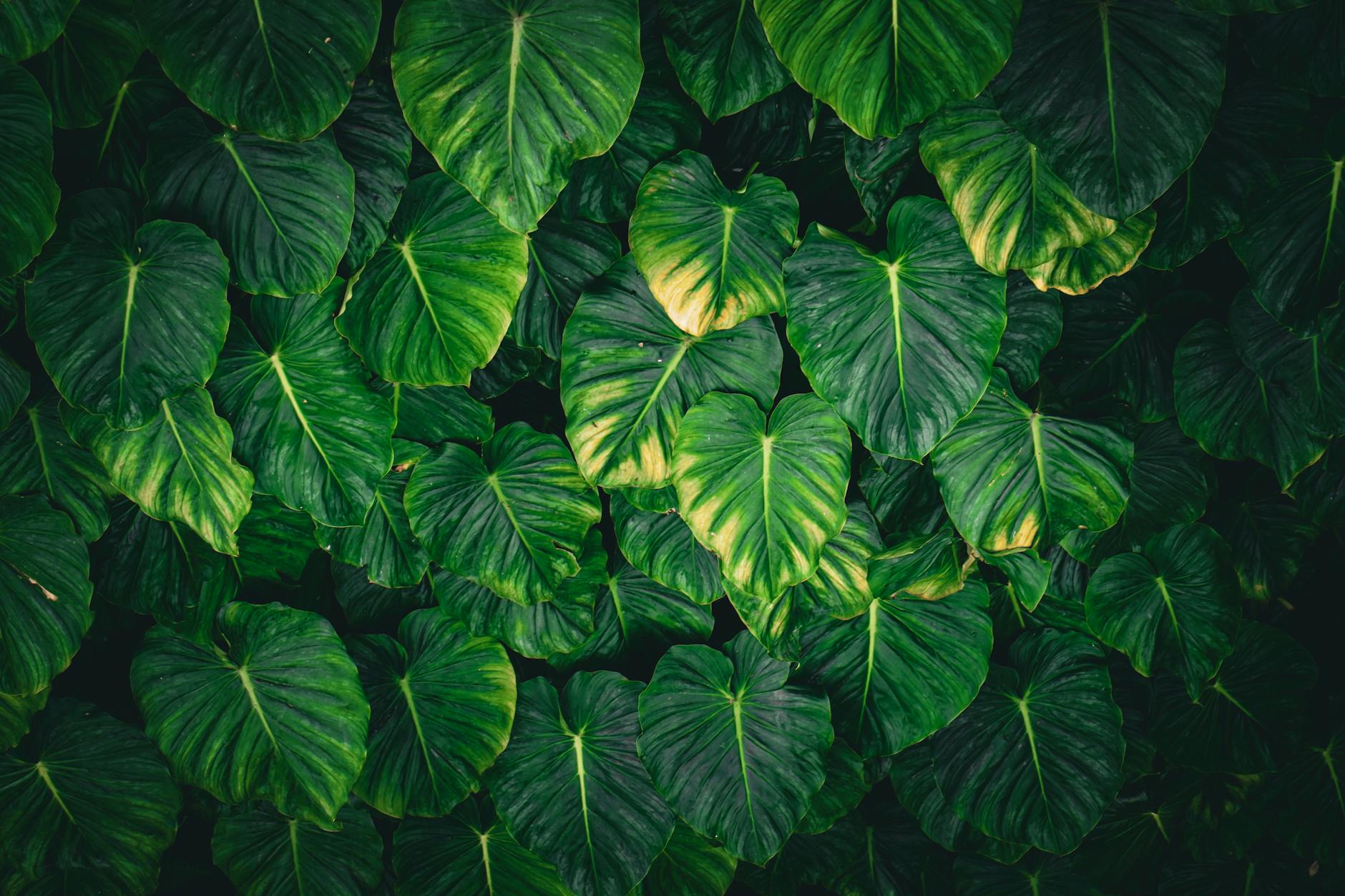 Photo : Nirjhar Basak / Pexels Arbre de moringa oleifera — l'arbre miracle source des compléments